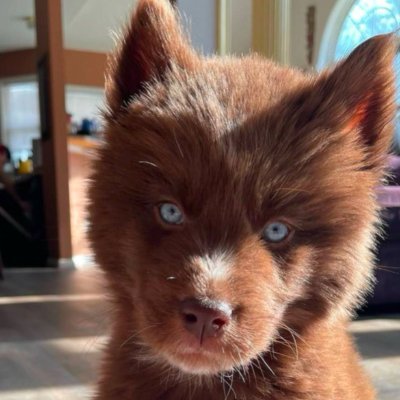 KOVU Red Siberian Husky Price Today, Live Coin Chart & USD/USDT Rates